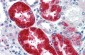 EYA1 antibody - middle region